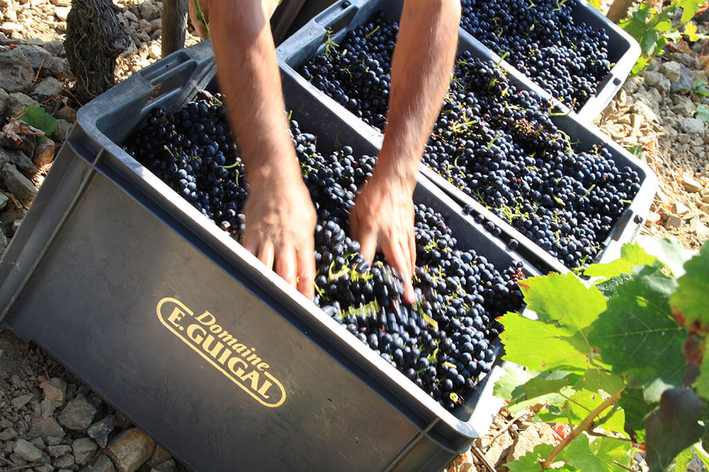 Vendanges Domaine Guigal