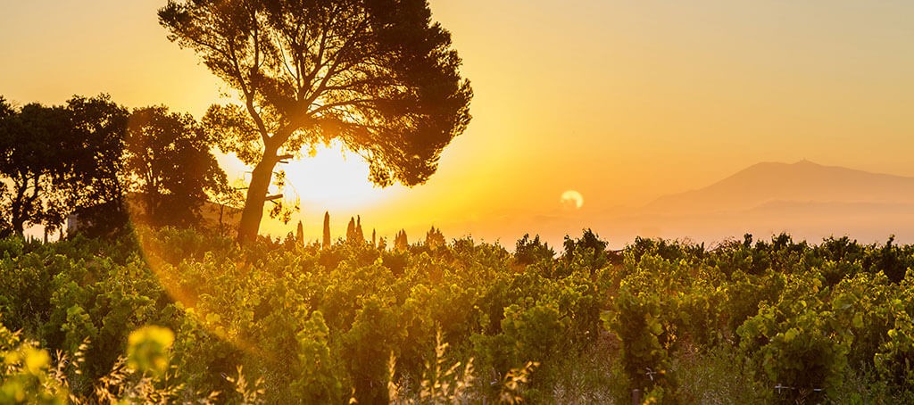 Domaine de Nalys Châteauneuf du Pape