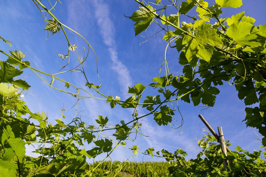 Vignes Côte-Rotie La Turque Guigal