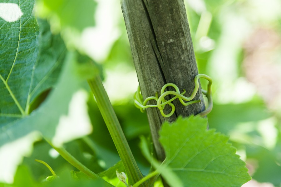 Domaine E. Guigal - Relevage des pieds de vignes dans la parcell