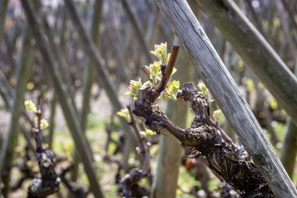 Domaine E. Guigal - Printemps dans la Landonne